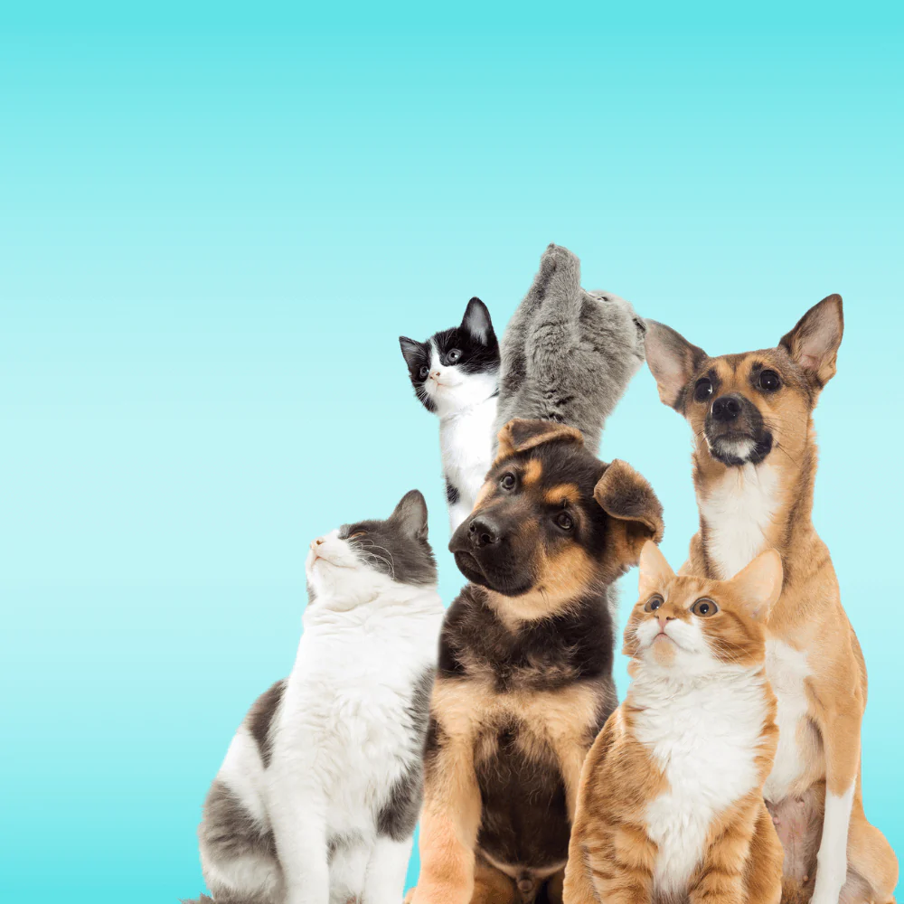 Schnell startklarer Online-Shop